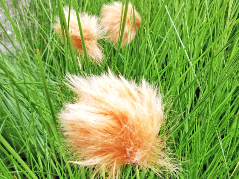 sibirisches Wollgras - Eriophorum russeolum